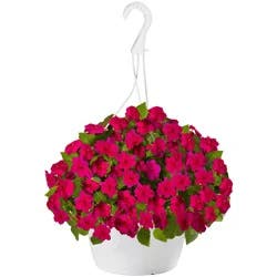 Hanging Basket Annuals