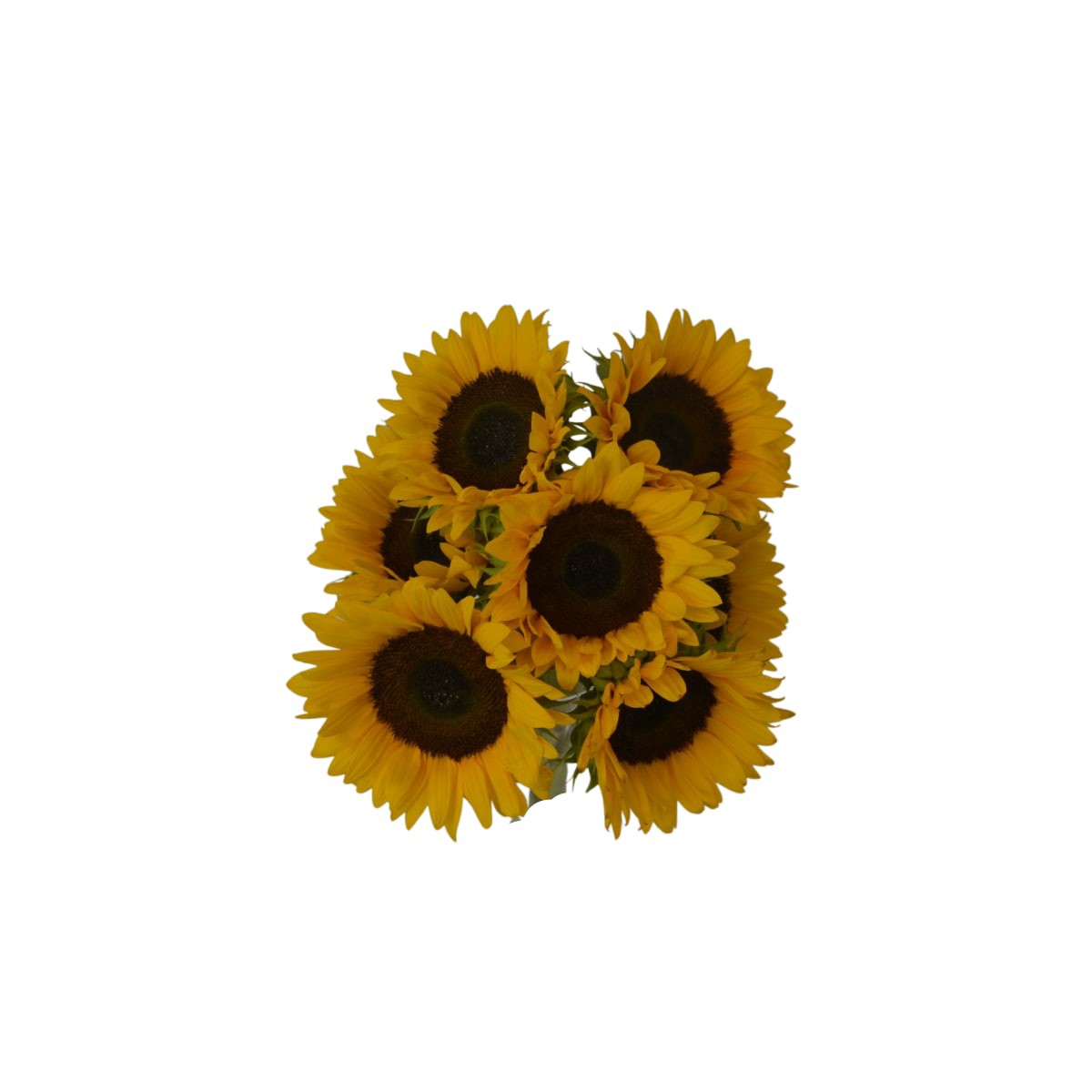 slide 1 of 1, Fresh Sunflower, 7 Stem Bunch, 1 ct
