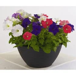 Color Bowl Early, 12 In