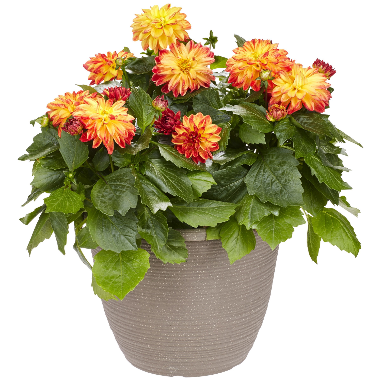 slide 2 of 3, 11.0 Premium Patio Planter, 1 ct