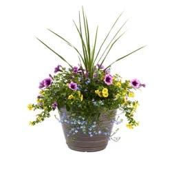 Proven Winners 12.0 Patio Planter