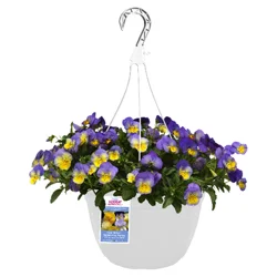 Cool Wave Pansy Hanging Basket