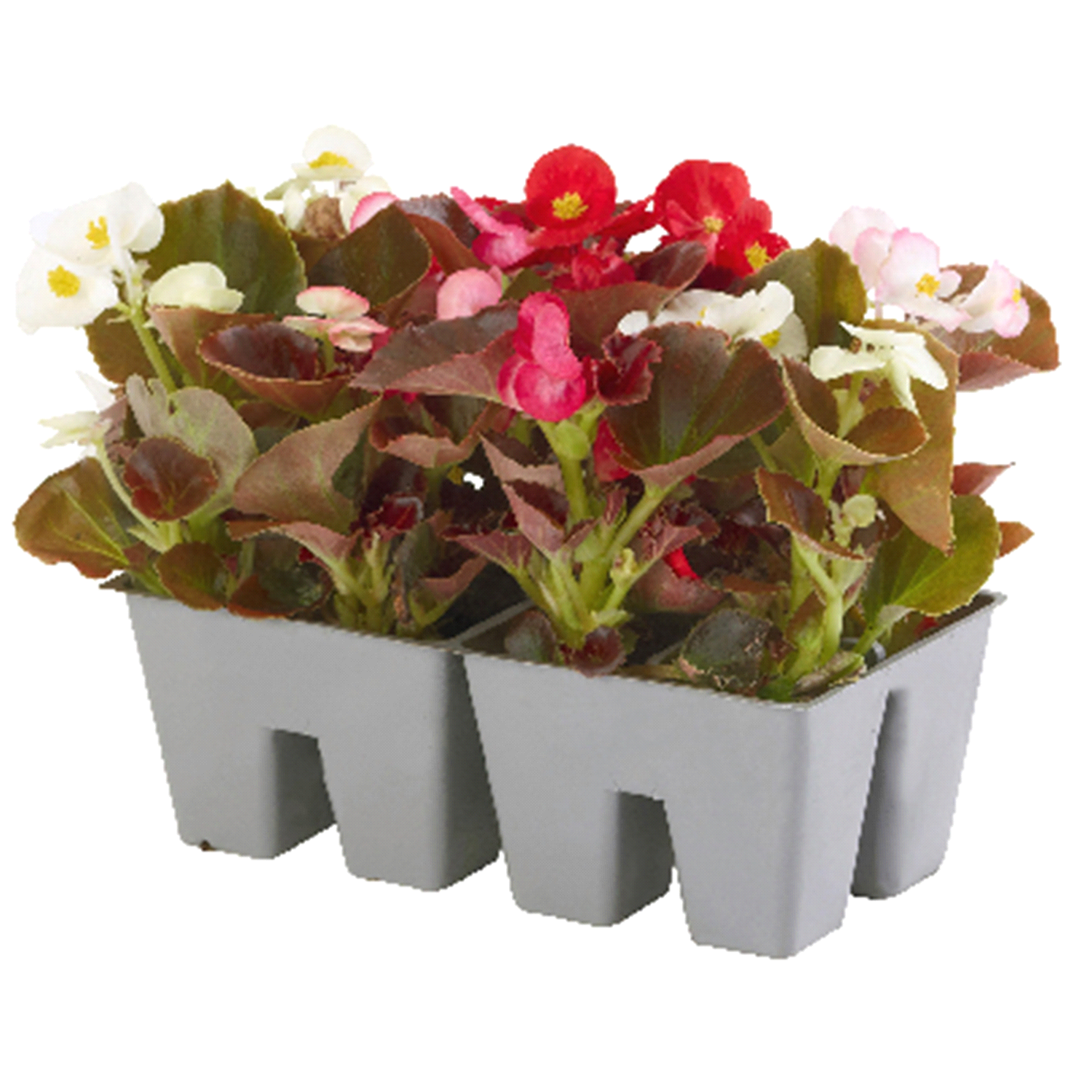 slide 1 of 1, 8 Pack Annual, 8 ct