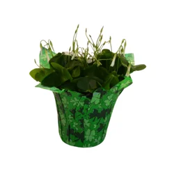 Shamrock 4" Plant