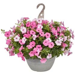 Garden Exclusive 13.0 Hanging Basket