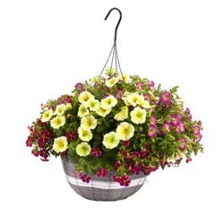 Proven Winners 14.0 Hanging Basket