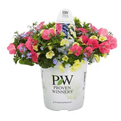 Proven Winners Container Style 8.5