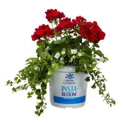 Garden Exclusives Gallon Insta Bloom