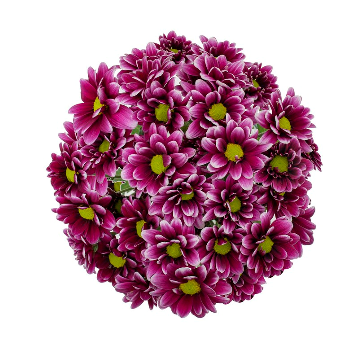 slide 1 of 1, Dutch Chrysanthemum Bunch $6.99, 1 ct