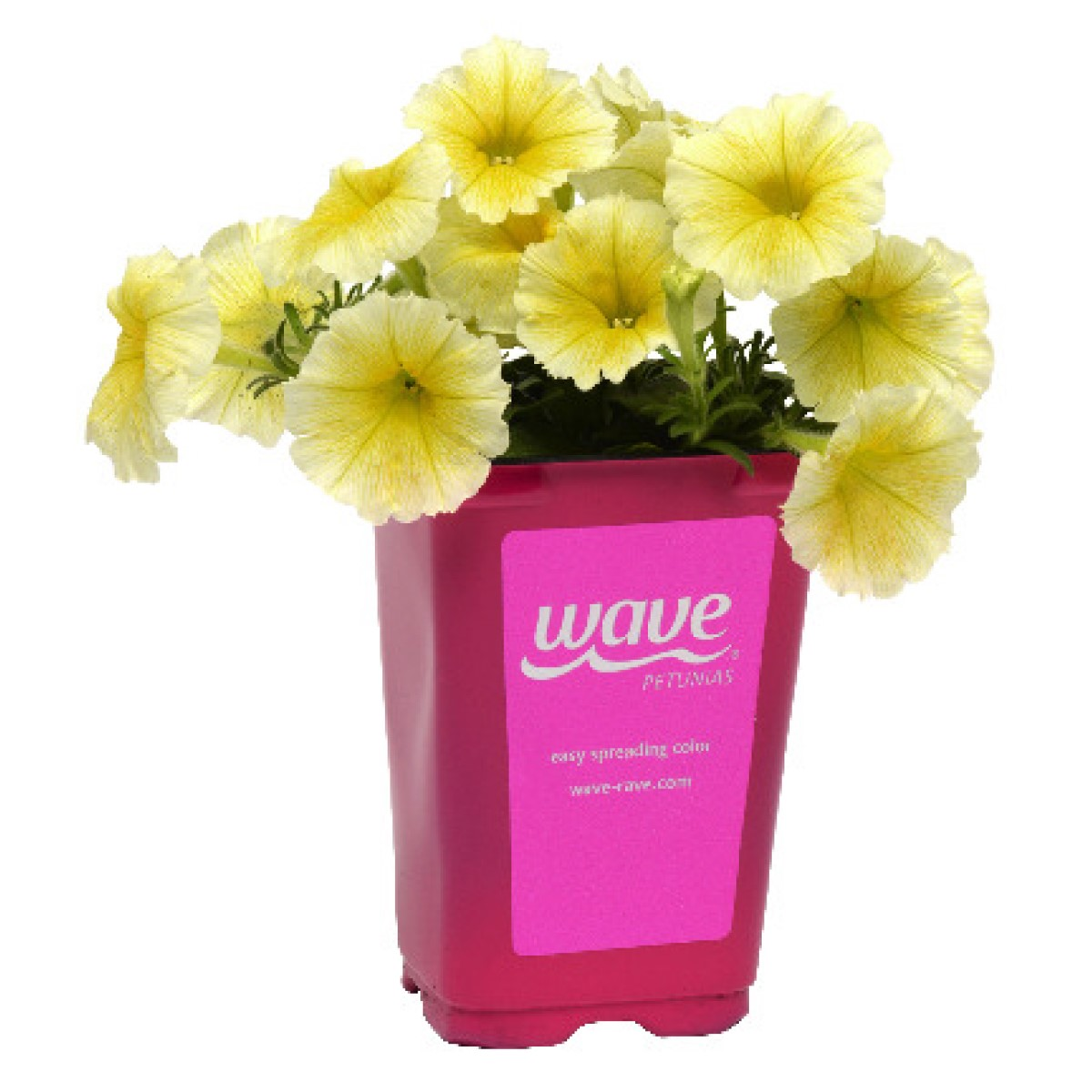 slide 2 of 2, Wave® Petunia In 3d Pot, 1 ct