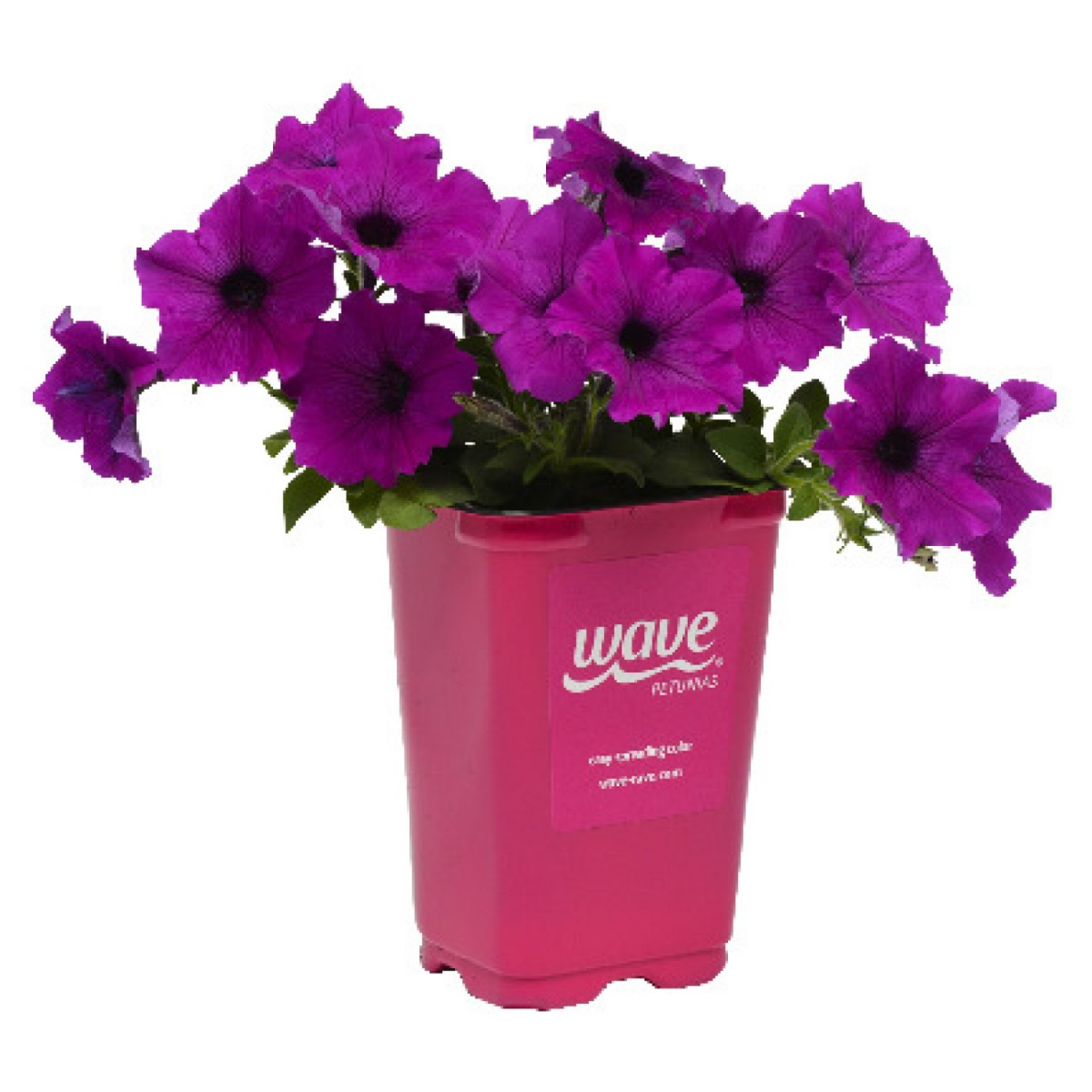 slide 1 of 2, Wave® Petunia In 3d Pot, 1 ct