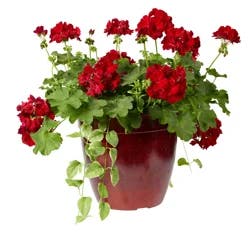 Calliope Premium Patio Planter, 12 In