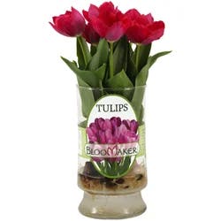 Tulip Bulbs In Roma Glass Vase