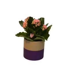 Calandiva, 2.35 Designer Pot