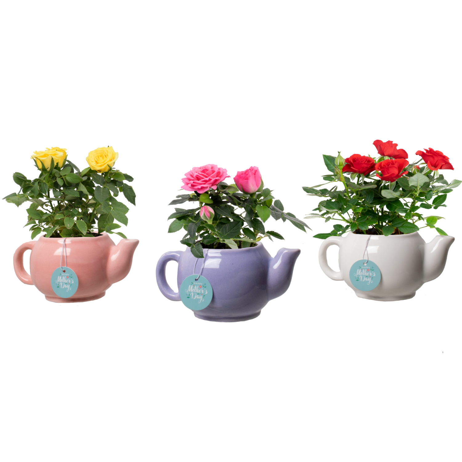 slide 1 of 1, Mini Rose, 2.35" Designer Planter, 2.35 in