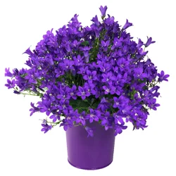 Campanula In A Designer 4.0 Pot