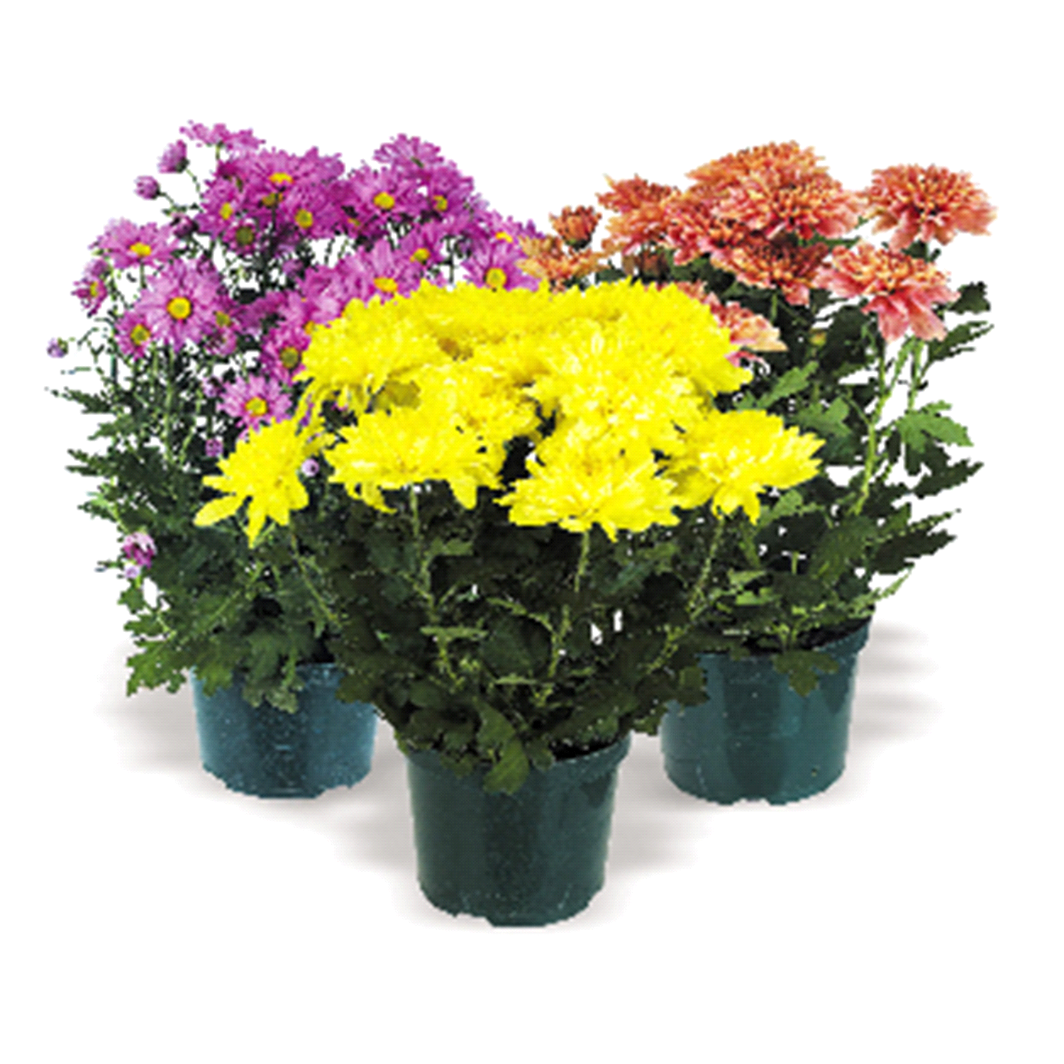 slide 1 of 1, 2 Qt Garden Mum, 2 qt