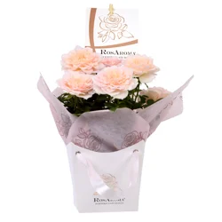 Rosaroma Mini Rose, 4" Pot