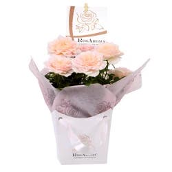 Rosaroma Mini Rose, 4" Pot