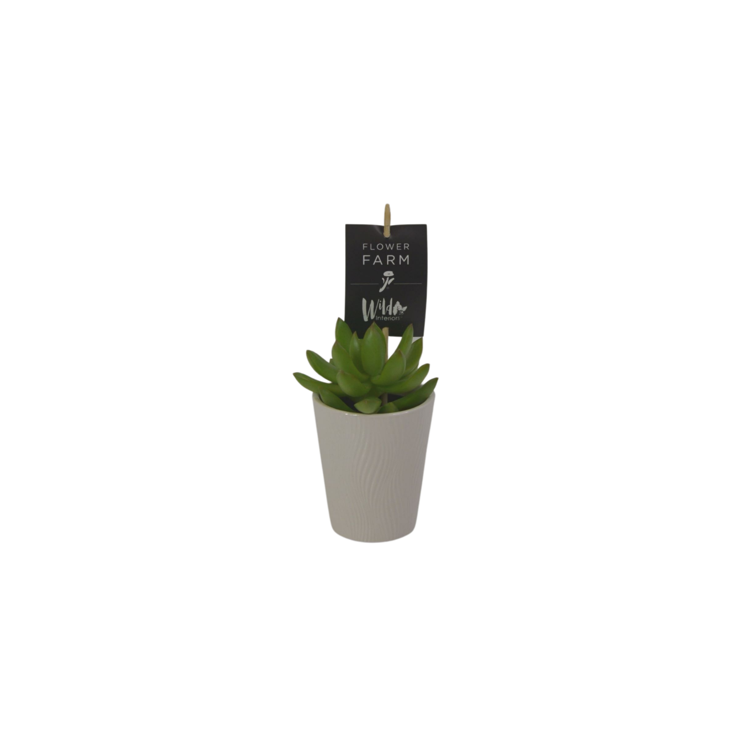 slide 1 of 1, Succulent, Designer Planter, 2.5", 1 ct