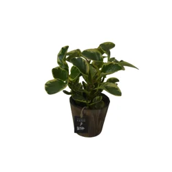 Foliage, Assorted, 5" Designer Planter