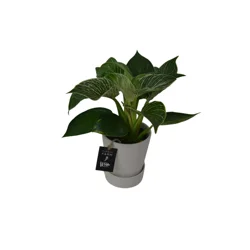 Foliage, Assorted, Designer Planter 5"