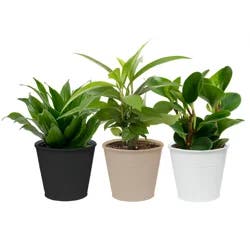 Foliage, Assorted, Designer Planter, 4"