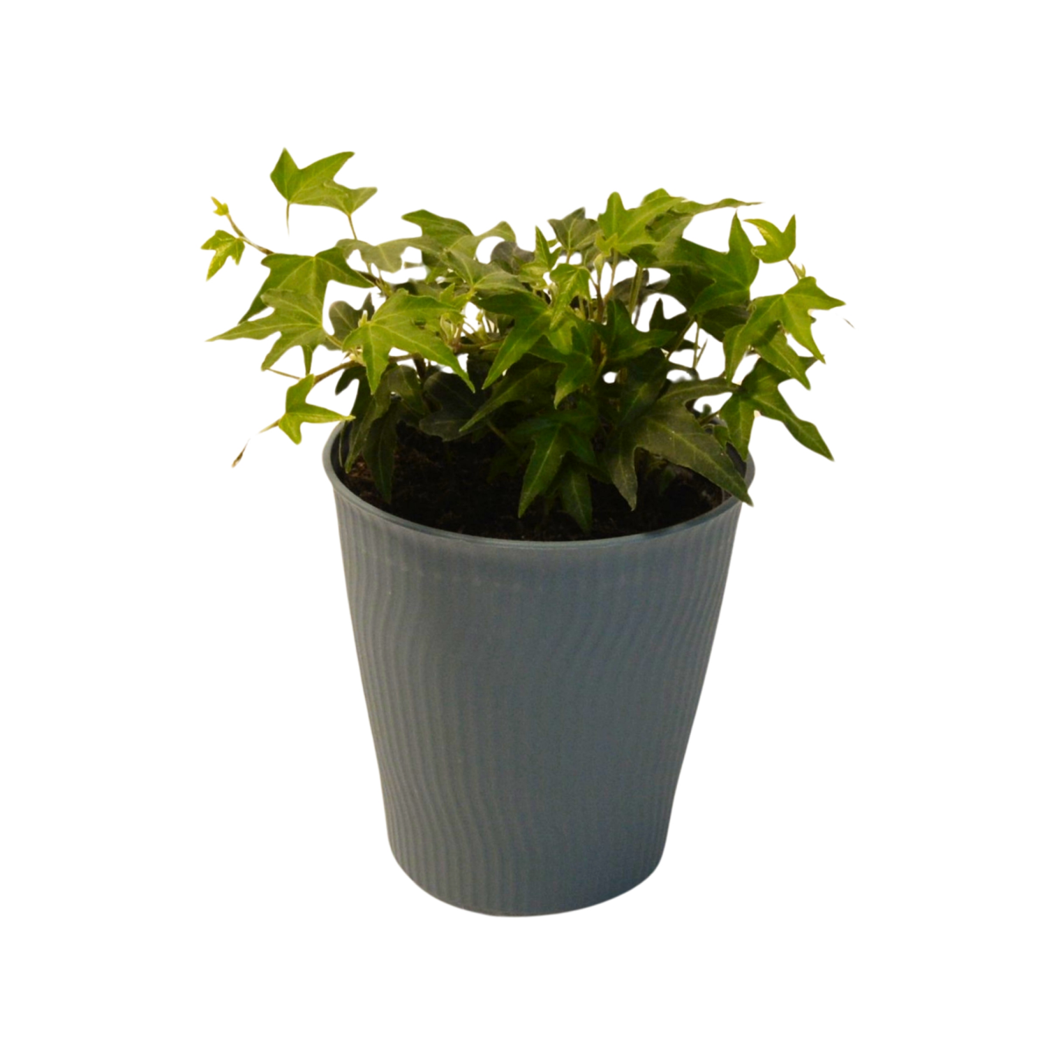 slide 2 of 2, 4.0 Foliage Plant, 4 in