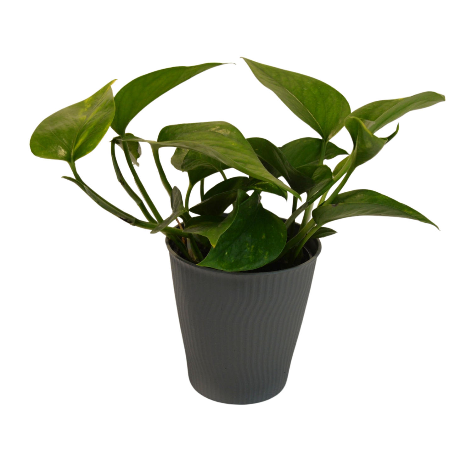 slide 1 of 2, 4.0 Foliage Plant, 4 in