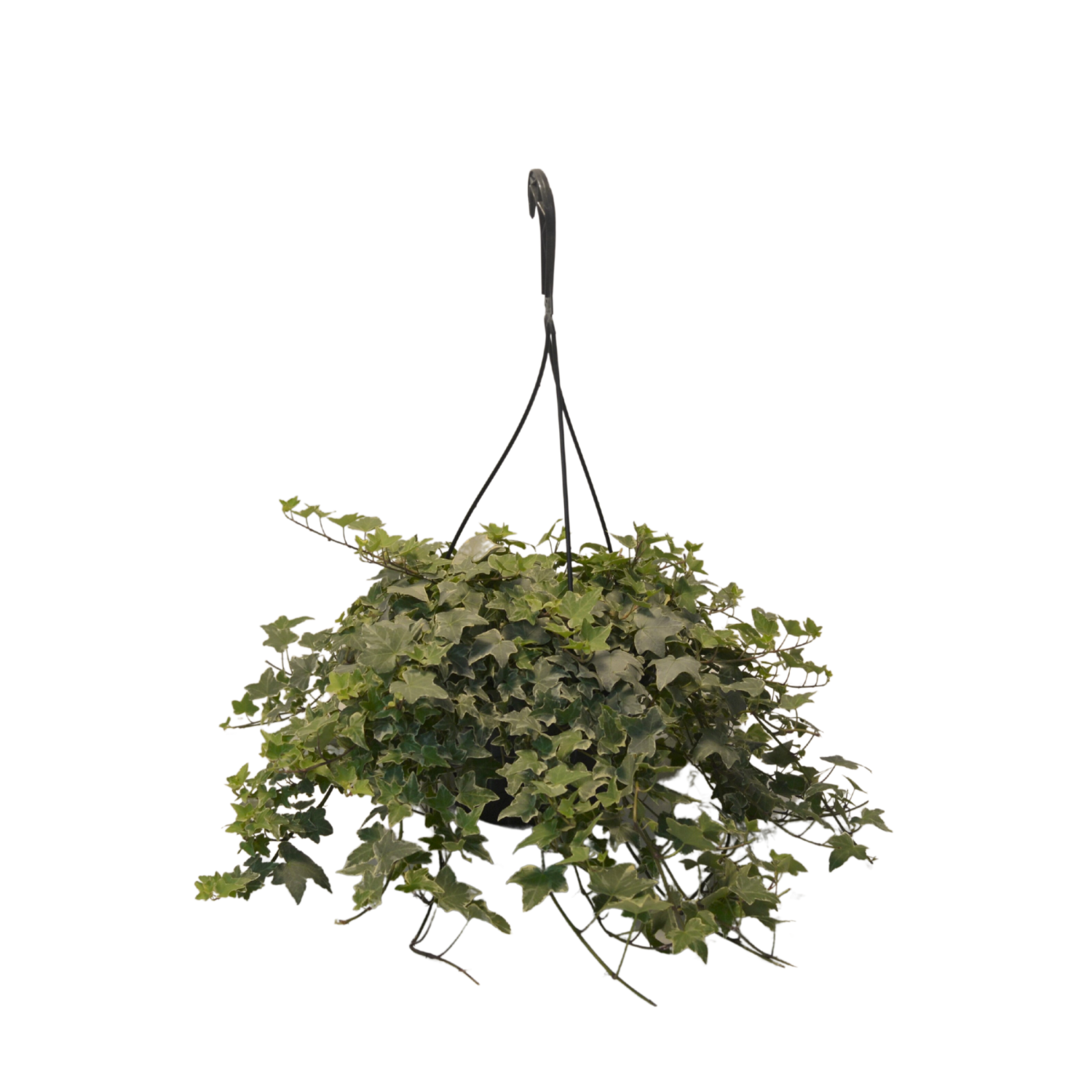 slide 3 of 4, Foliage, Assorted Varieties, 8" Hanging Basket, 8 in