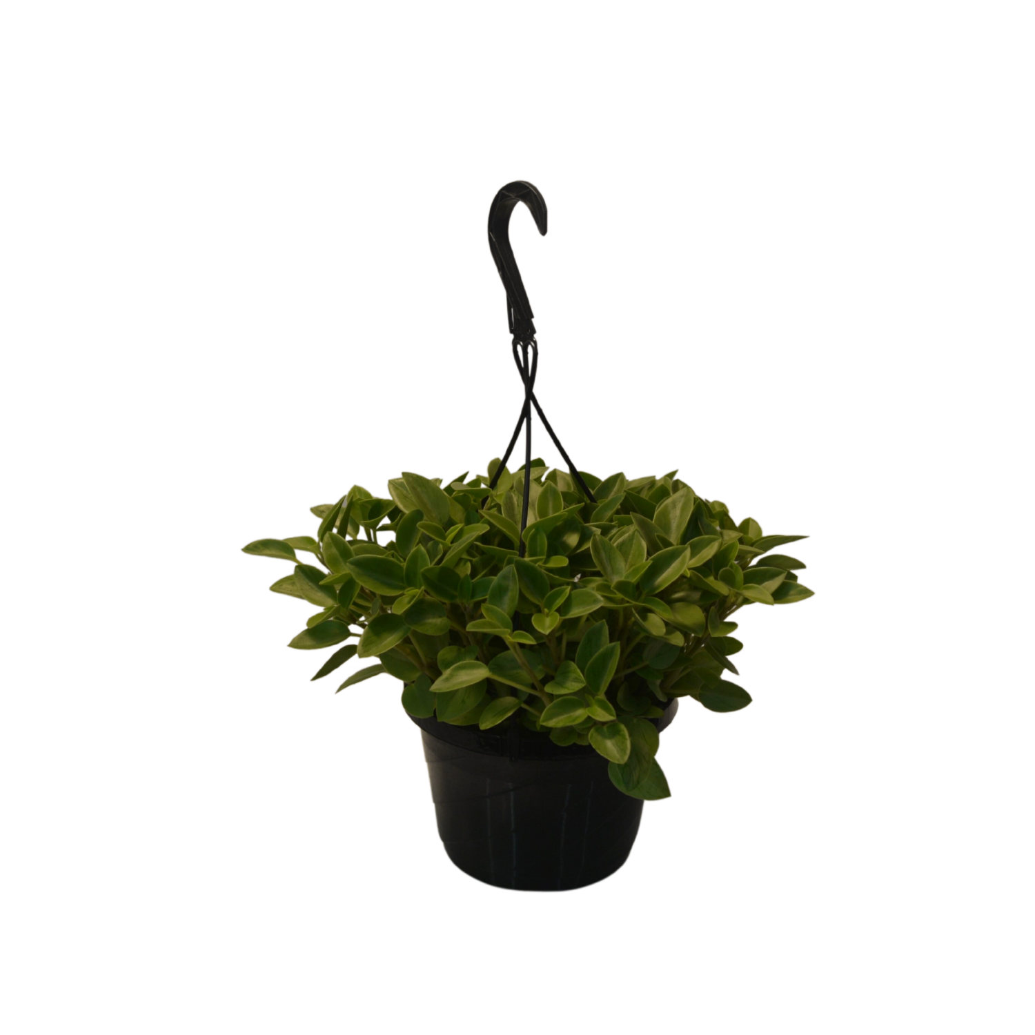 slide 4 of 4, Foliage, Assorted Varieties, 8" Hanging Basket, 8 in