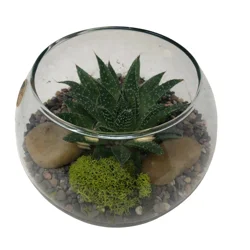 Foliage Terrarium, Petite Bowl
