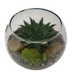 Foliage Terrarium, Petite Bowl