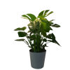 slide 2 of 5, Foliage, Monstera, 10" Designer Planter, 10 in