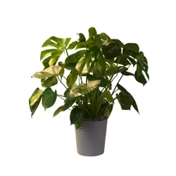 Foliage, Monstera, 10" Designer Planter