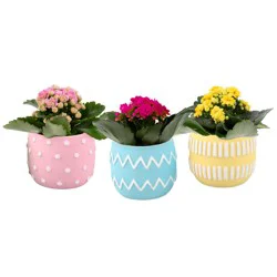 Calandiva In Seasonal Ceramic Pot, 2.35"