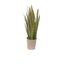 Sansevieria, Designer Planter, 10"