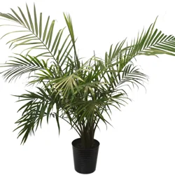Majesty Palm, Designer Planter, 10"
