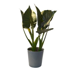 Foliage, Alocacsia, 10" Designer Planter