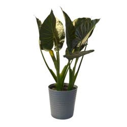 Foliage, Alocacsia, 10" Designer Planter