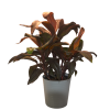 slide 2 of 5, Foliage, Cordyline, 10" Designer Planter, 1 ct