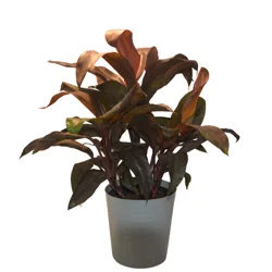 Foliage, Cordyline, 10" Designer Planter