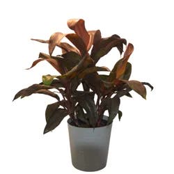 Foliage, Cordyline, 10" Designer Planter