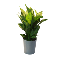 slide 2 of 5, Foliage, Dieffenbachia Tropic Snow, 10" Designer Planter, 10 in