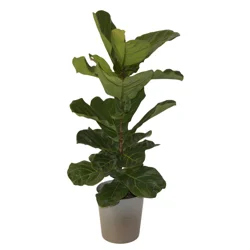 Foliage, Fiddle Leaf Fig Column, 10" Designer Planter