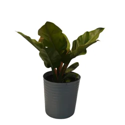 Foliage, Philodendron, 10" Designer Planter