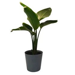 Foliage, White Bird, 10" Designer Planter