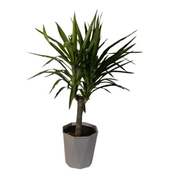 Foliage, Yucca Cane, 10" Designer Planter