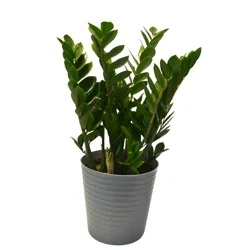 Foliage, Zz, 10" Designer Planter