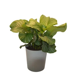 Foliage, Calathea, 10" Designer Planter